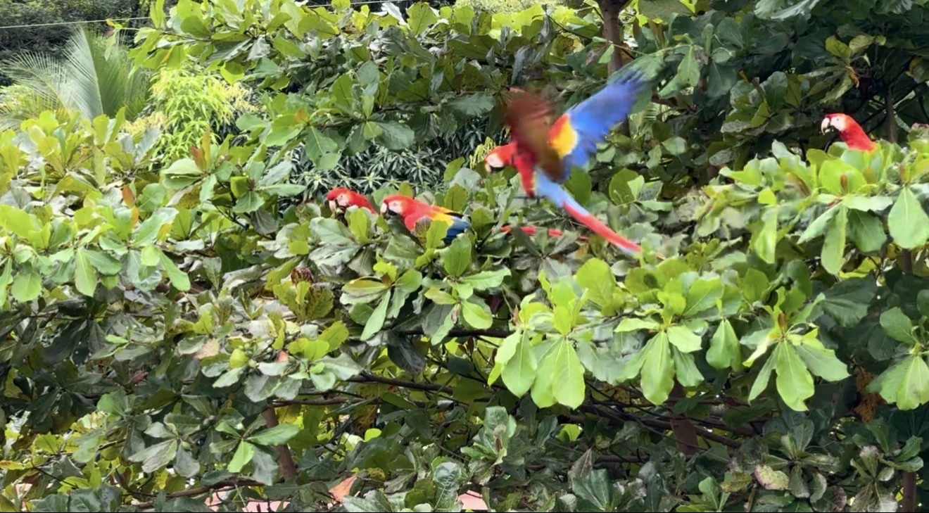 Scarlet macaws among the green trees around Villa Zelvara
